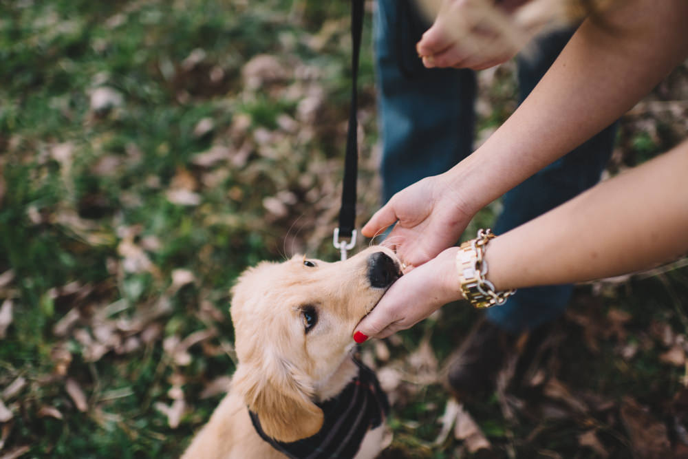 puppy engagement photography at mr tree farm