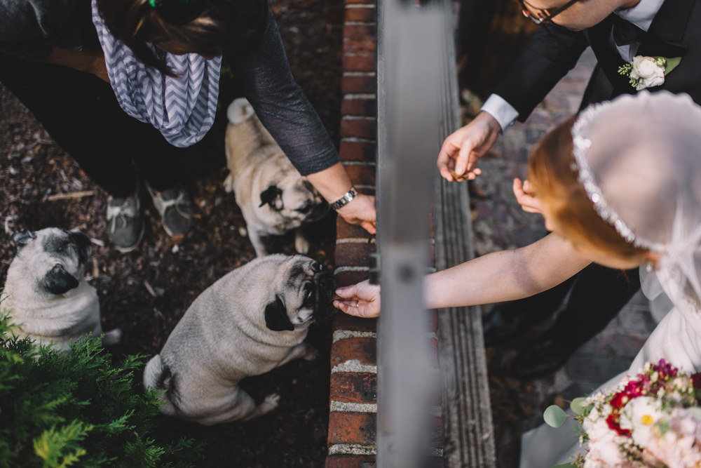 columbus ohio bride and groom feeding dogs